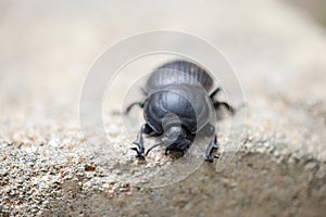 Scarabaeus, dung beetle species in Kruger National Park, South Africa