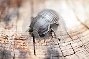 Scarabaeus, dung beetle species in Kruger National Park, South Africa