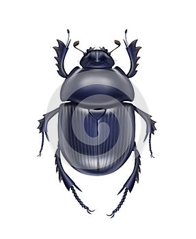 Scarabaeus sacer beetle