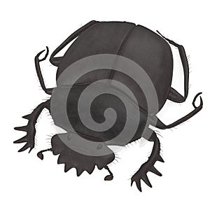 Scarabeus typhon bug