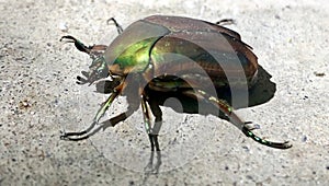 Scarabidae Beetle