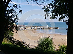 Scarborough beach framed by trees