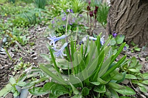 Scarce blue flowers of wild Hyacinthus orientalis in April