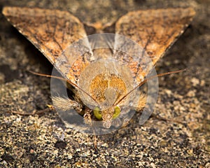 Scarce bordered straw (Helicoverpa armigera) moth