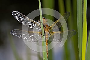The Scarce Chaser photo
