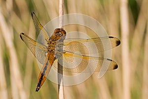 Scarce chaser