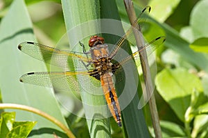 A Scarce Chaser dragonfly.