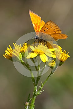 Scarce copper photo