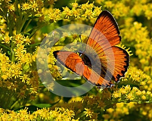 Scarce copper butterfly, lycaena virgaureae photo
