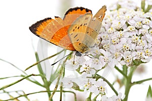 Scarce copper (Chrysophanus virgaureae)