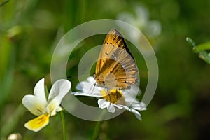 The scarce copper Lycaena virgaureae in closeup