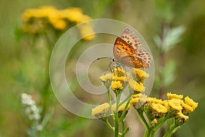 The scarce copper, an orange and brown butterfly