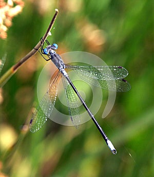 Scarce Emerald Damselfly photo