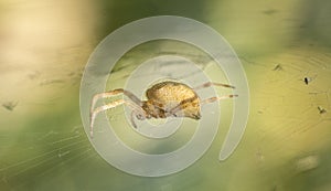 A scarce garden spider sits on a web, a big plan on a green background