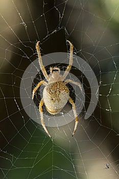 A scarce garden spider sits on a web, a big plan on a green background