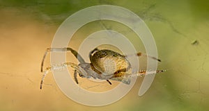A scarce garden spider sits on a web, a big plan on a green background