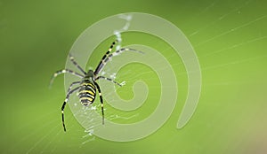 A scarce garden spider sits on a web, a big plan on a green background