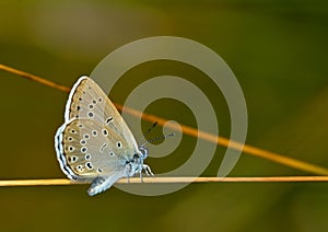 Scarce large blue (Maculinea teleius) butterfly