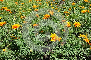 Scarce orange flower heads of Tagetes patula