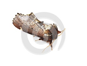 Scarce Prominent moth photo