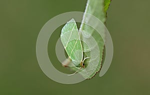 Scarce silver Lines Moth