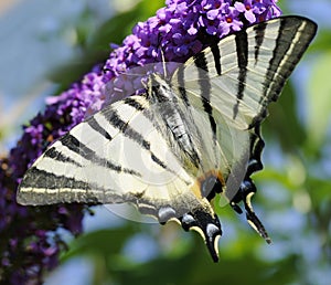 Scarce swallowtail photo