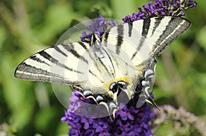Scarce swallowtail