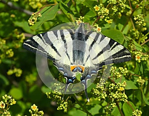 scarce swallowtail also called Iphiclides podalirius is a butterfly of family Papilionidae