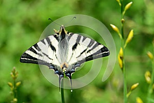 Scarce Swallowtail