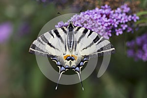 Scarce swallowtail, beautiful butterfly on flower