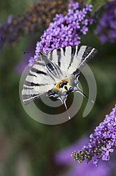 Scarce swallowtail, beautiful butterfly on flower