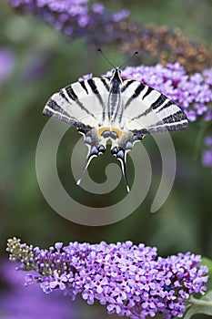 Scarce swallowtail, beautiful butterfly on flower