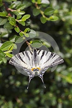 Scarce swallowtail, beautiful butterfly on flower