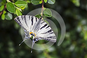 Scarce swallowtail, beautiful butterfly on flower