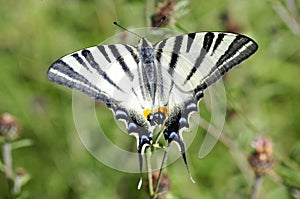 Scarce Swallowtail butterfly photo
