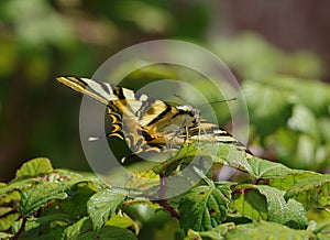 Scarce Swallowtail butterfly on a blackberry bush - Iphiclides podalirius. Portugal.