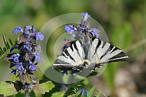 Scarce swallowtail butterfly close up on a flower with open wing