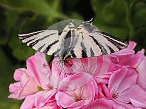 Scarce Swallowtail butterfly on flower photo