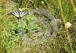 Scarce Swallowtail - Butterfly