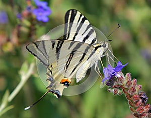Scarce Swallowtail butterfly Iphiclides podalirius on a flower