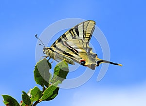 Scarce Swallowtail butterfly - Iphiclides podalirius. Portugal.