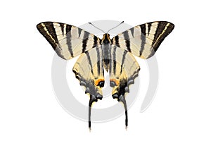 Scarce swallowtail butterfly, isolated on white background photo