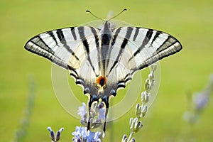 Scarce swallowtail butterfly on lavender