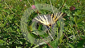 Scarce Swallowtail butterfly in the nature