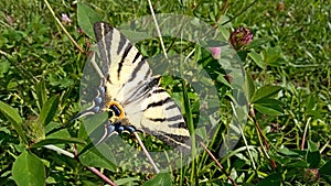 Scarce Swallowtail butterfly in the nature