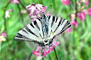 Scarce swallowtail butterfly sitting on a flower