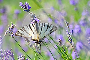 Scarce Swallowtail butterfly sitting on wild lavender flowers. Iphiclides podalirius