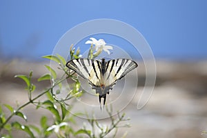 Butterfly and flower