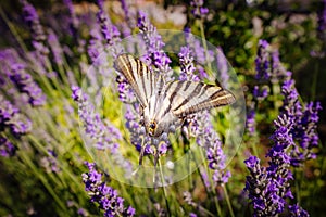 Scarce swallowtail butterfly (Iphiclides podalirius)