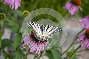 Scarce swallowtail on Echinacea purpurea flowering plant, eastern purple coneflower in bloom